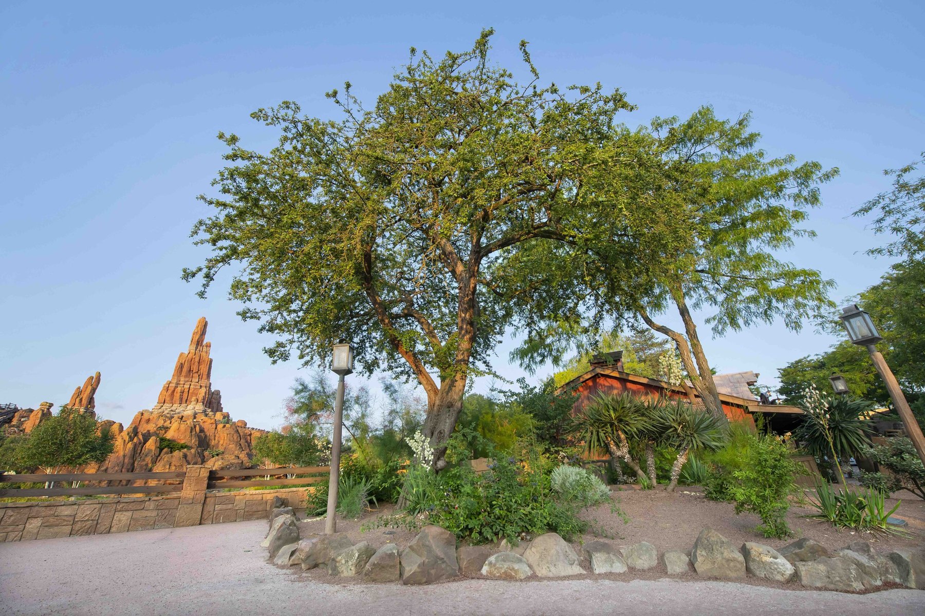 Arbres-Disneyland-Paris-scaled
