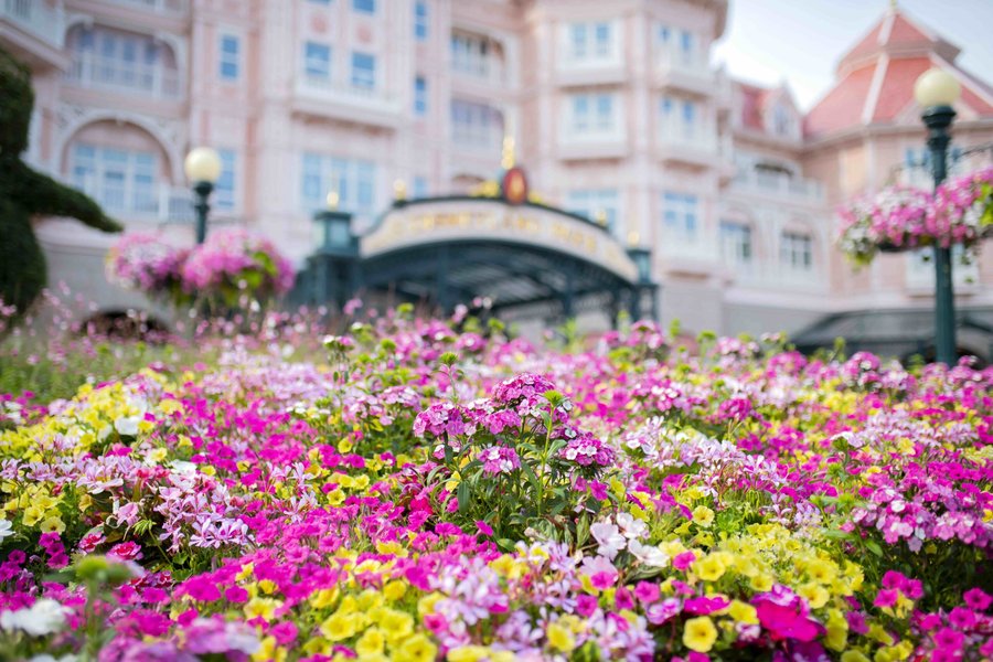 Fleurs-Disneyland-Paris-scaled