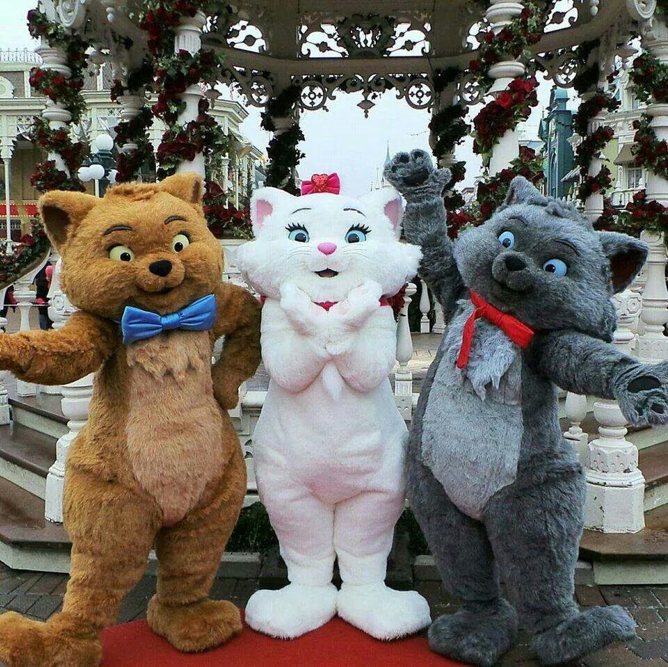 aristokatten