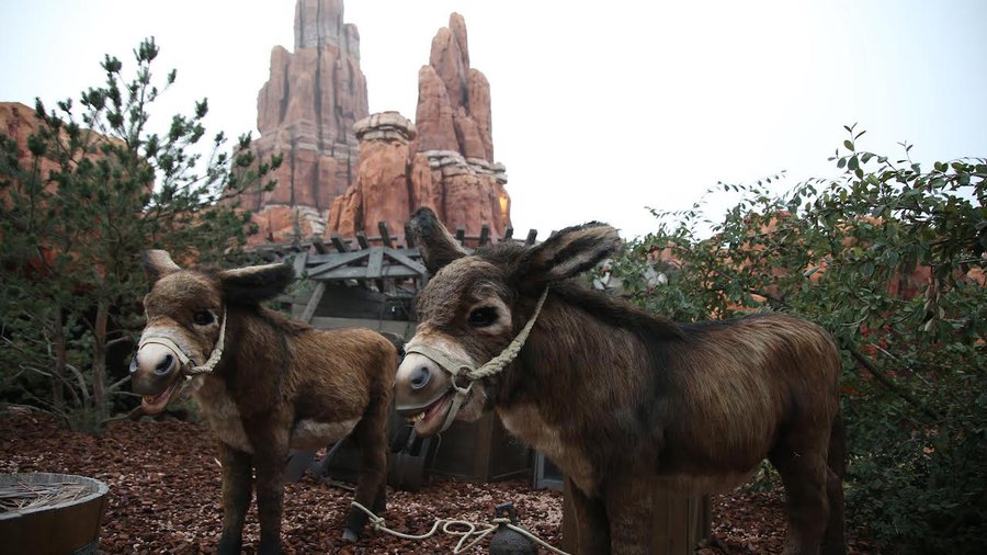 donkey big thunder mountain